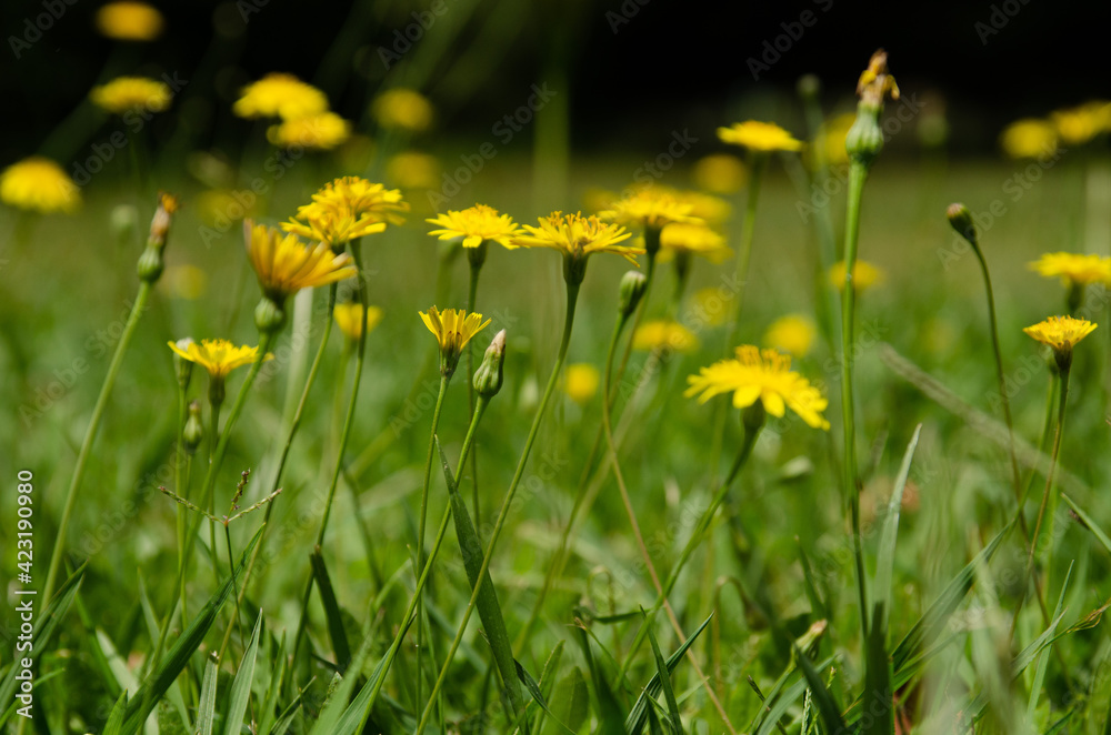 field of dandelions