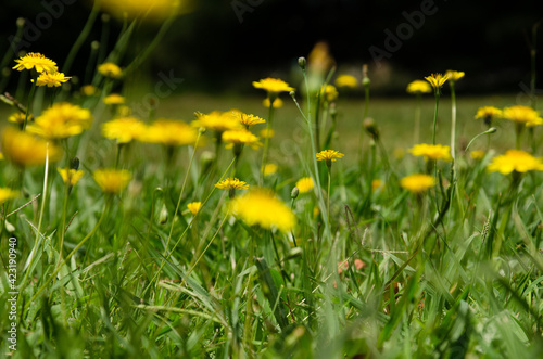 dandelions in the meadow © Eduardo Lopez 