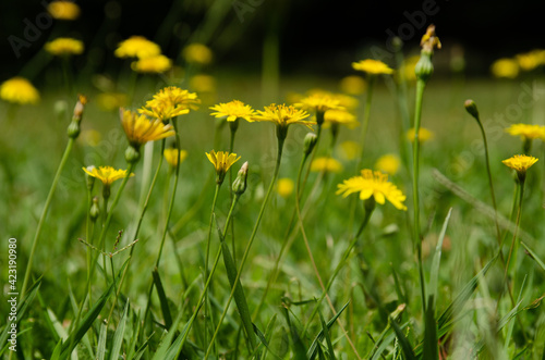 field of dandelions