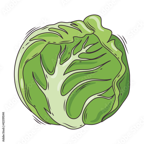 lettuce fresh vegetable