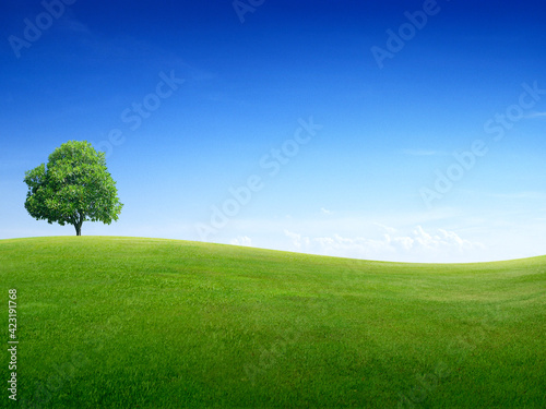 Landscape view of Lonely large tree on green meadow with blue sky background.