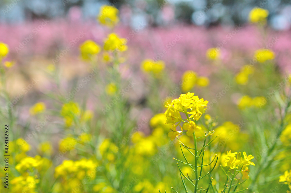 Obraz premium 菜の花と桃の花