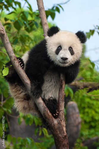 Fototapeta Naklejka Na Ścianę i Meble -  Giant panda bear eating bamboo in forest