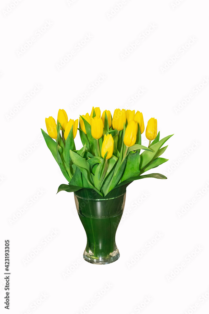 Yellow tulips in glass vase on white background. Interior element