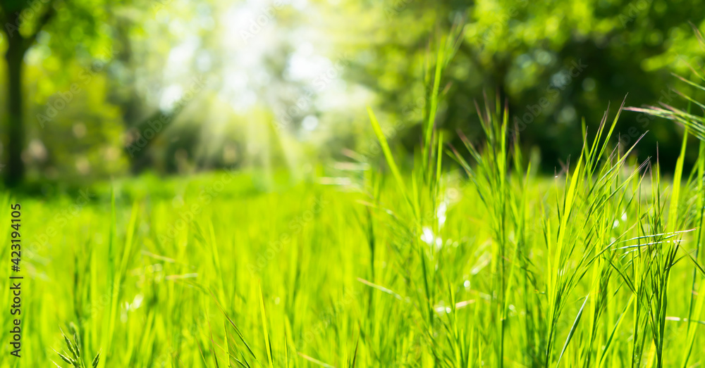 Obraz premium gräser in der unscharfen frühlingsidylle