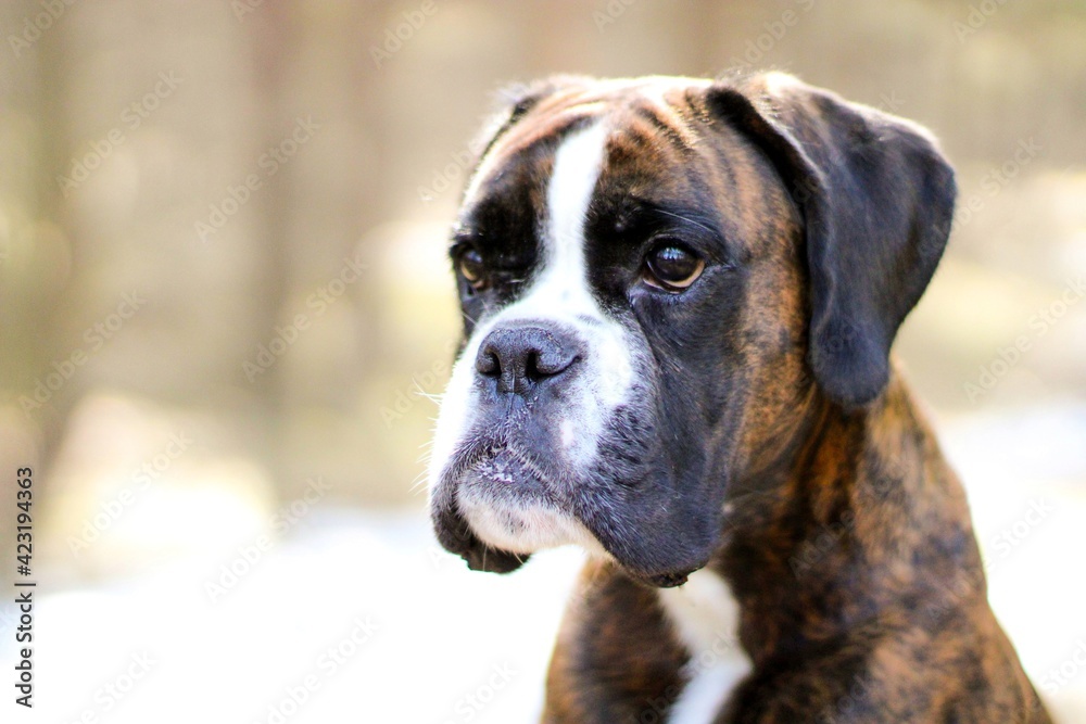 Fototapeta premium Beautiful purebred brindle undocked boxer dog in the forest