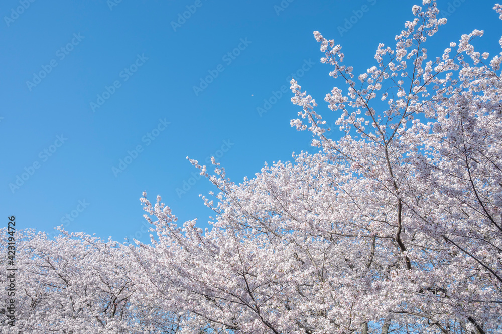 満開の桜の花