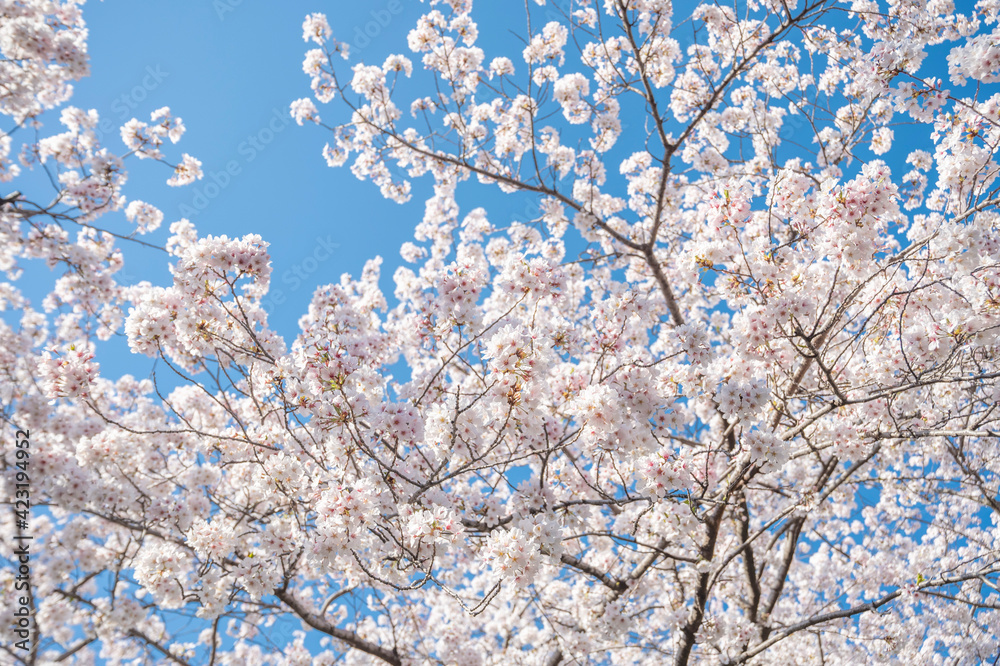 満開の桜の花 満開の桜の花