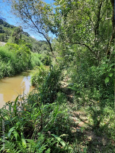 river in the forest