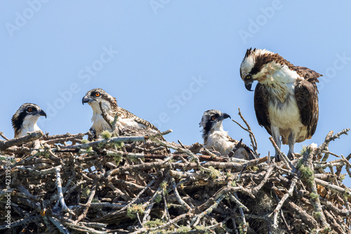 Mother Osprey Protecting Her Young Babies in Their Nest In Spring photo