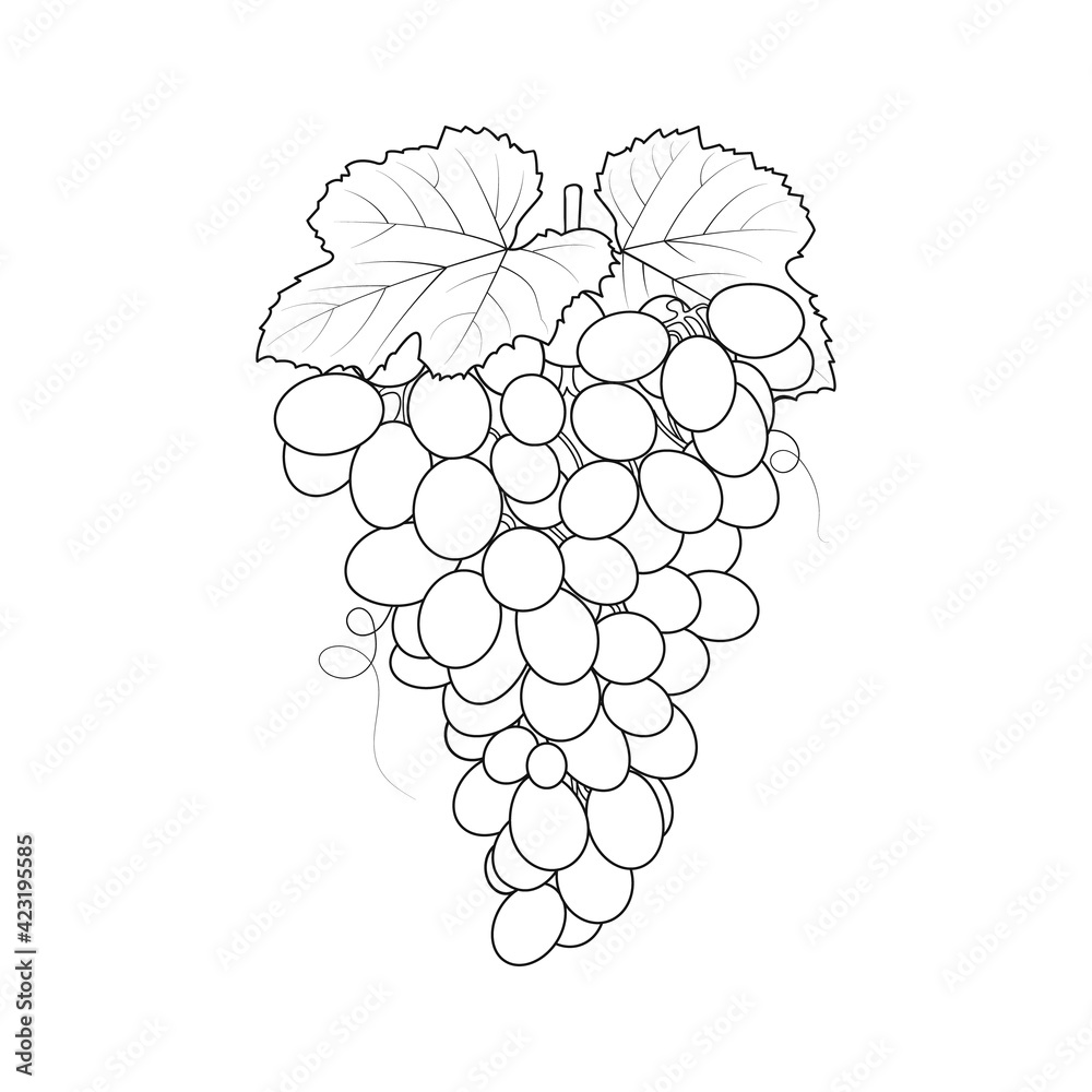 Grapes vector outline, line art coloring book page Stock Vector | Adobe ...