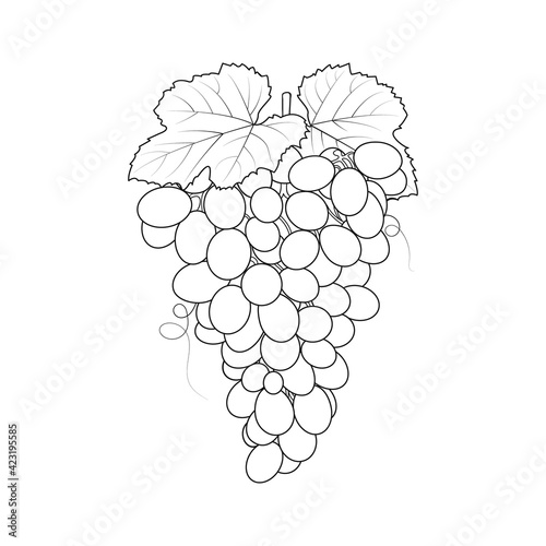 Grapes vector outline, line art coloring book page
