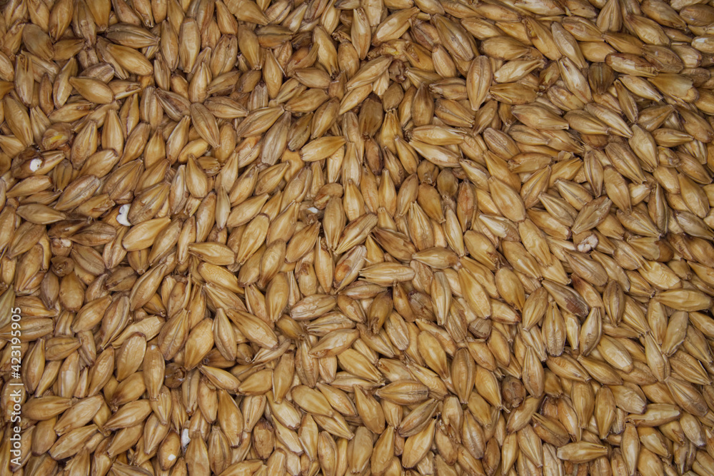 close up of many malt grain for brewing beer close up of many malt grain for brewing beer