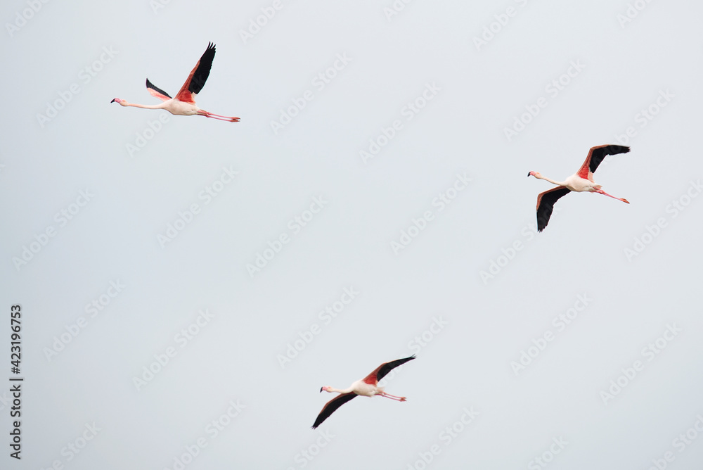 Obraz premium Flamingos flying
