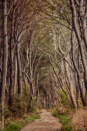 Weg durch den Poel Wald