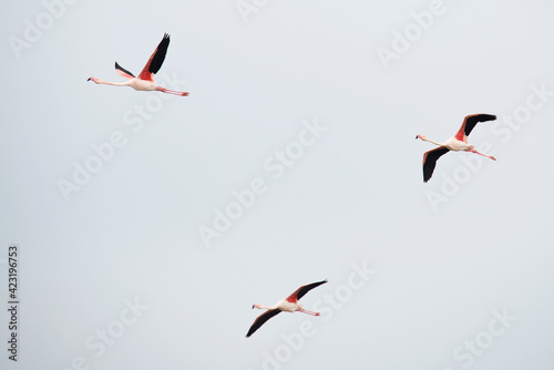 Flamingos flying