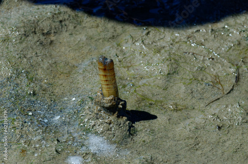 Solen getting out of the sand, mud with high tide coming: Solen (bivalve), edible mollusk also known as razor shell. Man picking up a long yellow mollusk hidden in the mud. Ancestral fishing technique