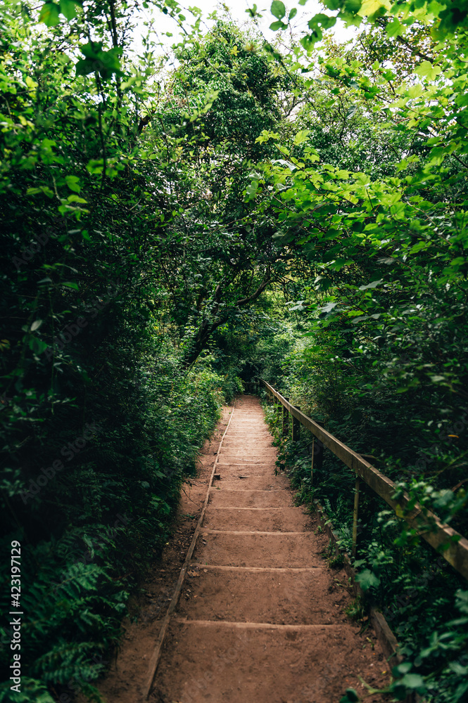 Obraz premium Wooden stairs in amazing green forest