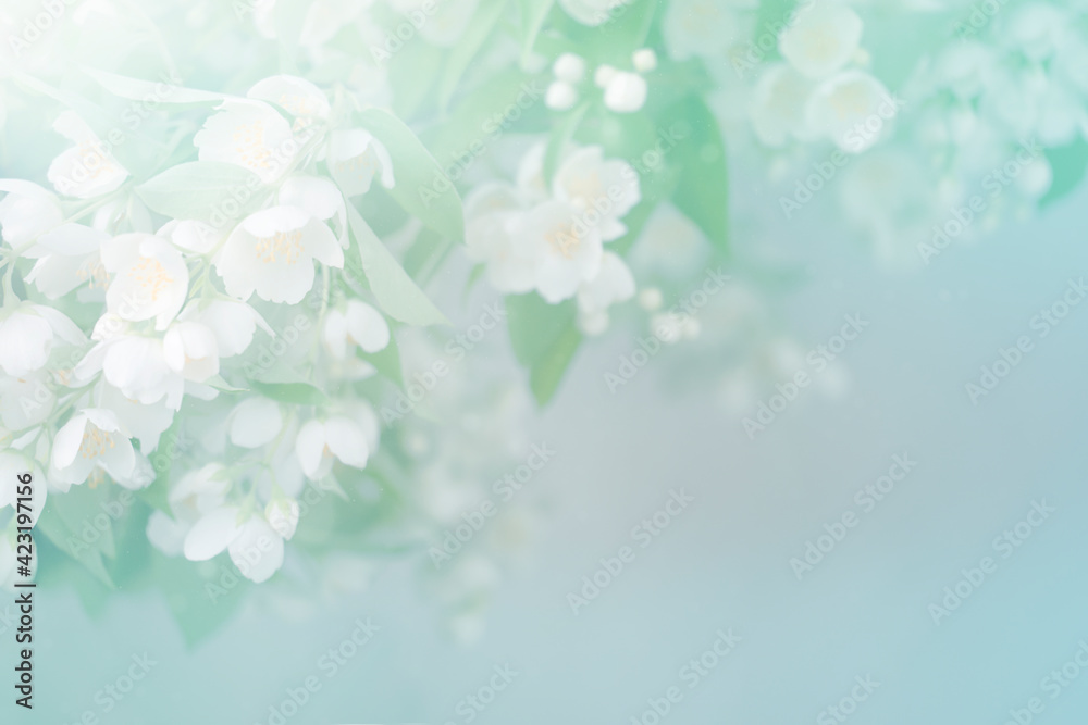 Floral background with branch of beautiful jasmine flowers 