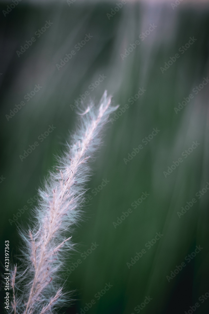 Close up white flower grass and blur green nature background