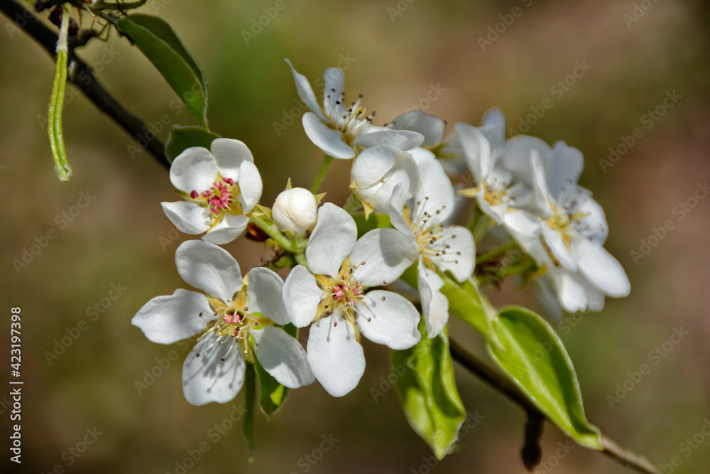 Fototapeta premium Kirschblüte