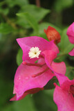 pink coloured flower in green background in fular road in bangladesh