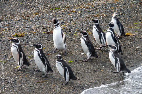 magellan penguins, martillo island, ushuaia, beagle channel, patagonia, argentina, south america,  photo
