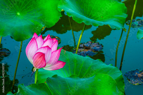 Water lily closeup in the pond