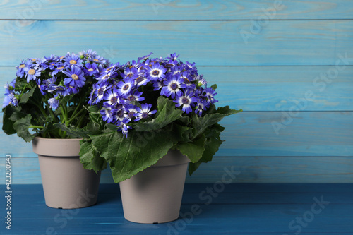 Purple cineraria plants in flower pots on blue wooden table. Space for text