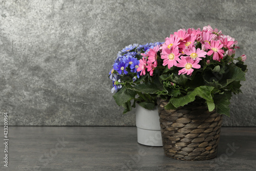 Beautiful cineraria plants in flower pots on grey table. Space for text