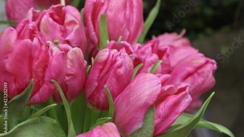 Close-up of pink tulips (the variety of tulips - Marvel Parrot) at the flower show 
