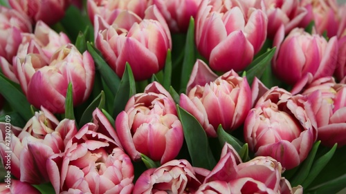 Background of pink and white tulips (flower variety Columbus) in deep focus, large format
