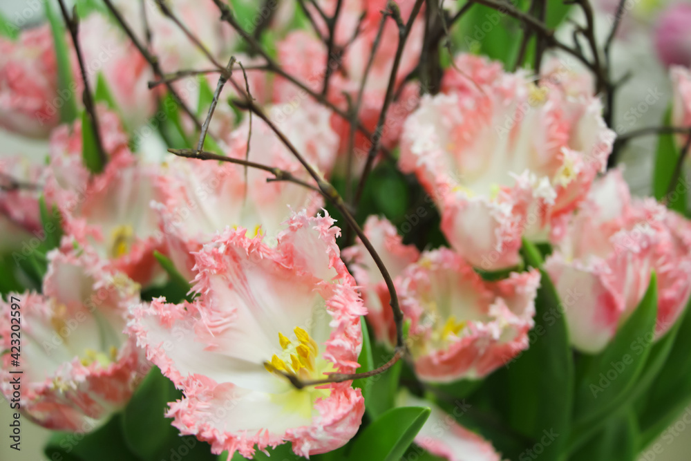 Close-up of pink and white terry tulips (tulip variety - Neglige) at the flower show 