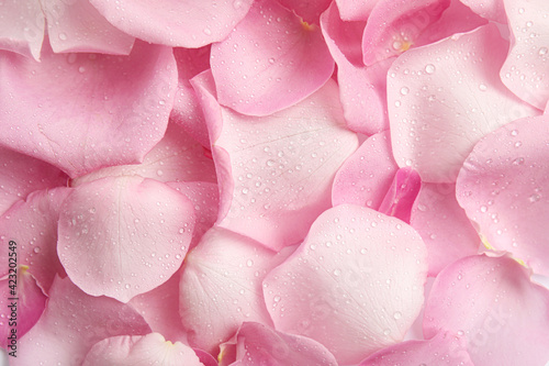 Fototapeta Naklejka Na Ścianę i Meble -  Pile of fresh pink rose petals with water drops as background, top view