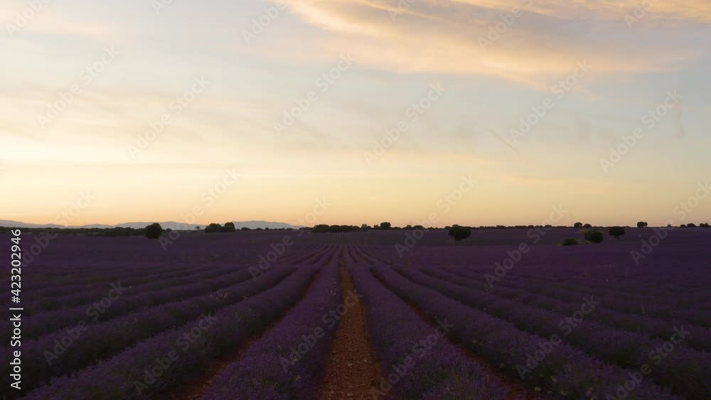 Campo de lavanda con dron Campo de lavanda con dron