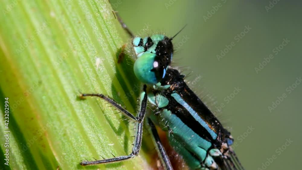 Portrait of Blue-tailed Damselfly. Their Latin name are Ischnura elegans.