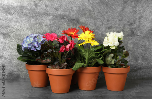 Different beautiful blooming plants in flower pots on grey table