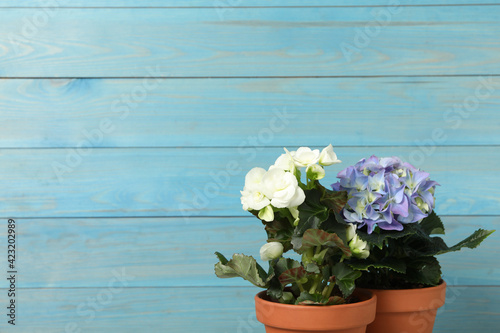 Fototapeta Naklejka Na Ścianę i Meble -  Different beautiful blooming plants in flower pots on blue wooden background, space for text
