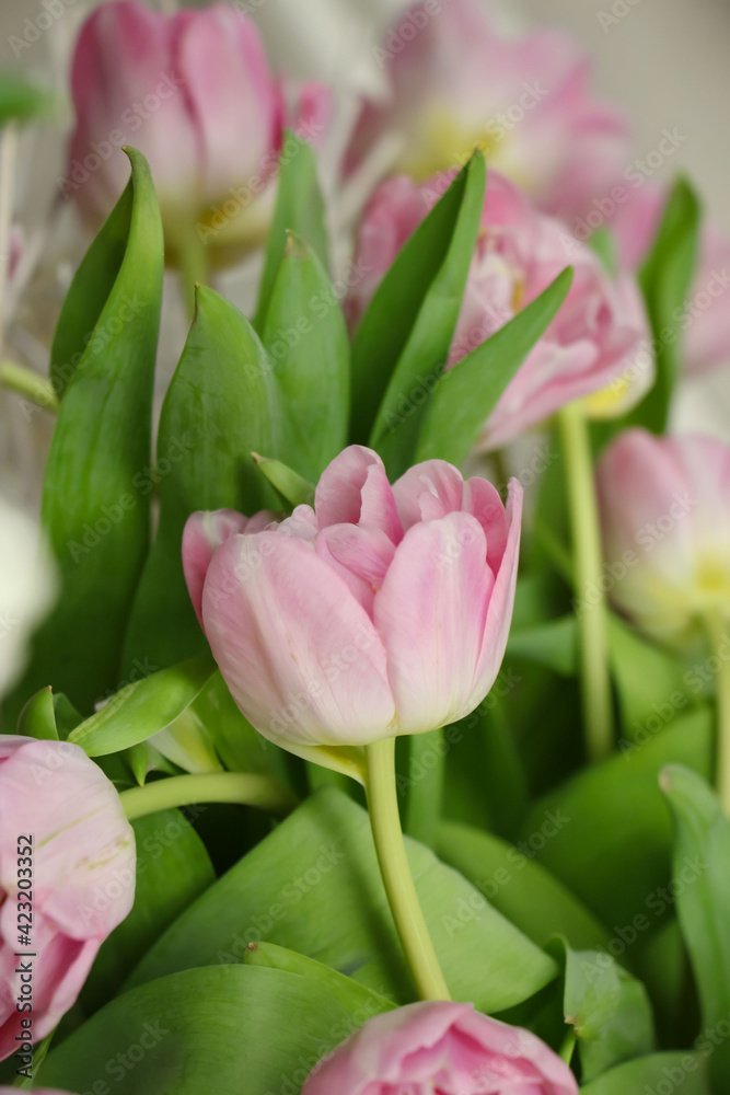 Close-up of pink tulips (tulip variety - Asian Beauty) Close-up of pink tulips (tulip variety - Asian Beauty)