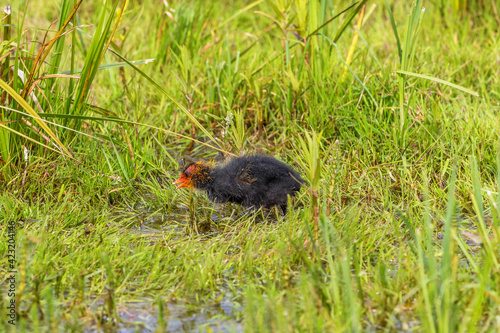 Coot chicken walking in the grass