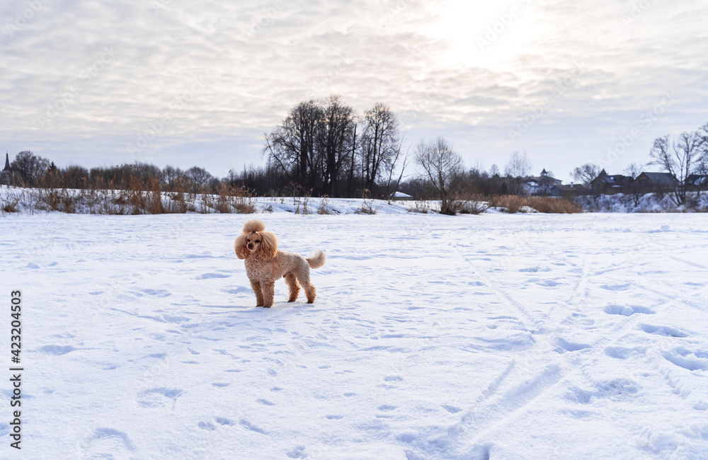 Cute small golden dog playing in snow outdoors. Family dog lifestyle.