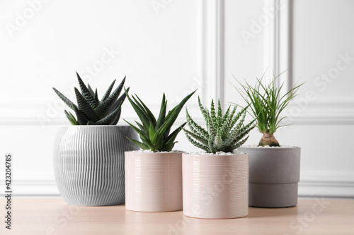 Beautiful Haworthia, Aloe and Nolina in pots on wooden table. Different house plants photo