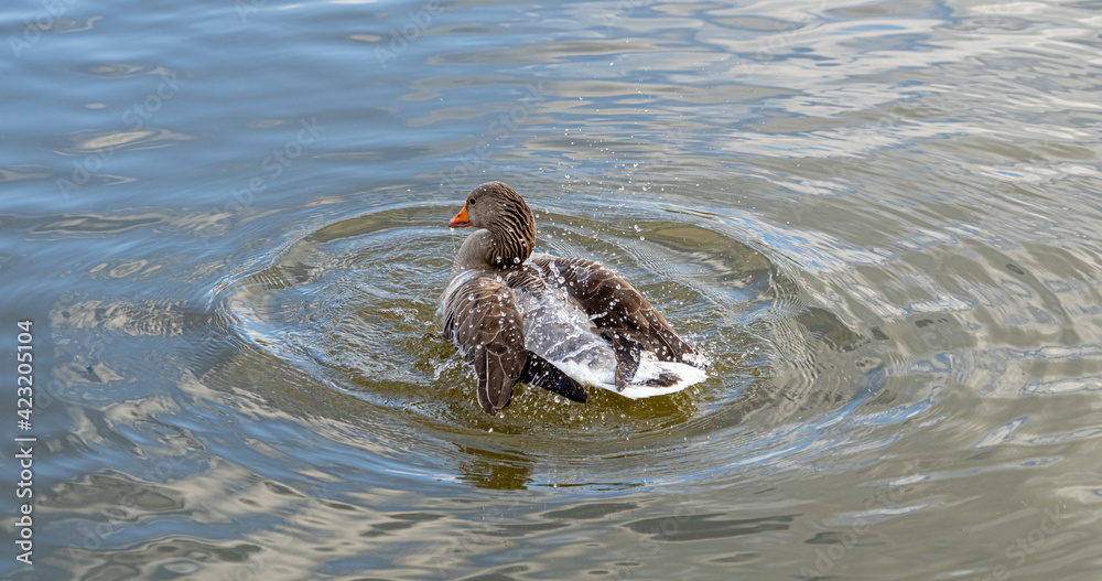 GreyLag Goose single portrait close up view washing and preening in lake GreyLag Goose single portrait close up view washing and preening in lake