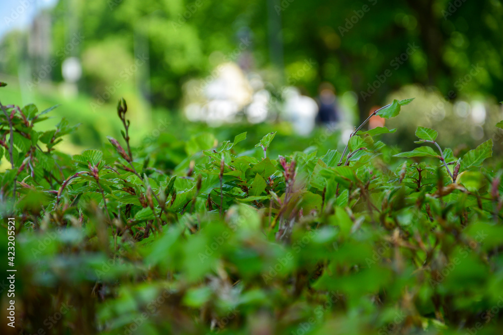 Hedgerow with green leaves in summer as a background with copy space Hedgerow with green leaves in summer as a background with copy space