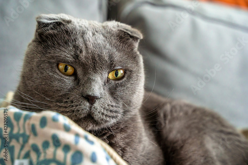 Beautiful gray cat scottish fold funny lies in his soft bed