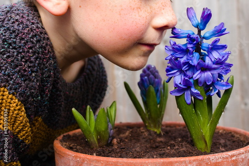 Young boy, child, smelling blue blossoming hyacinth flower in a pot, part of face visible, isolated on neutral background, spring sunny day