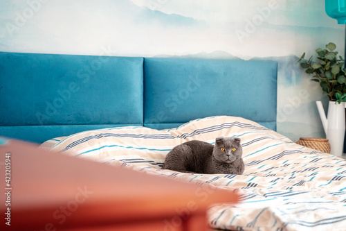 Cat breed Scottish fold sitting on the bed, cozy modern interior