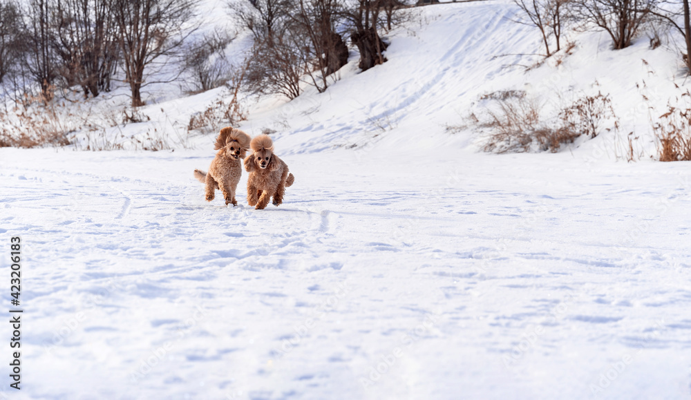 Cute small golden dogs playing in snow outdoors. Family dog lifestyle.