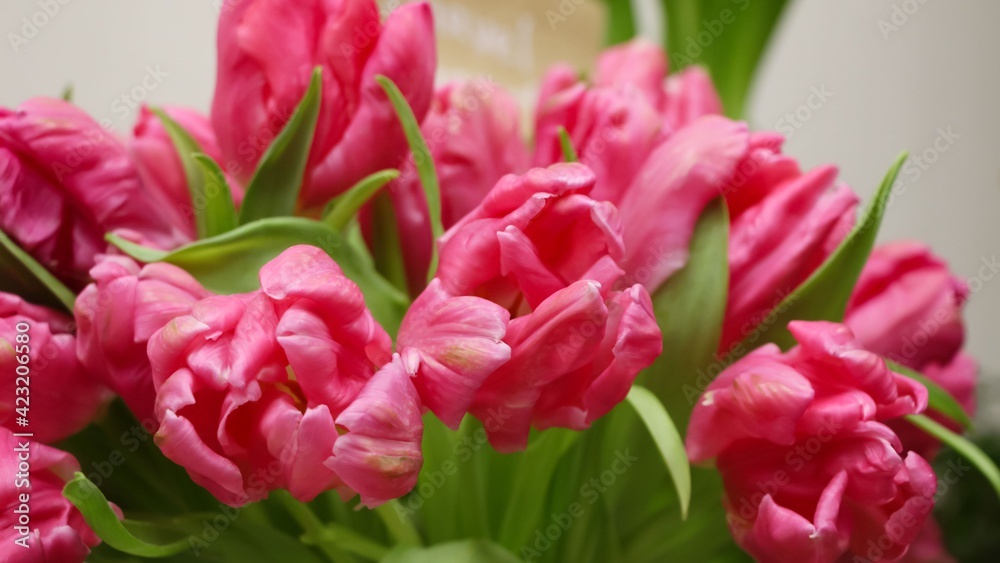 Close-up of pink tulips (the variety of tulips - Marvel Parrot) at the flower show 
