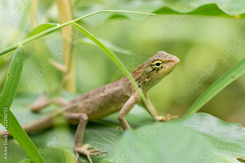 The oriental garden lizard is an agamid lizard